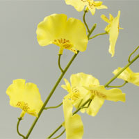 �I���V�W���[��